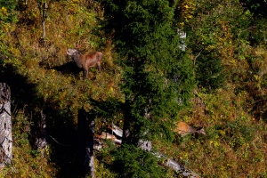 Cervus elaphus (Cerf)