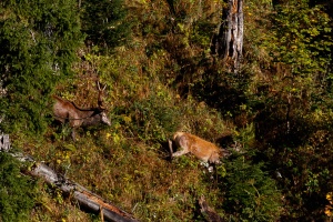 Cervus elaphus (Cerf)