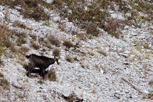 Rupicapra pyrenaica (Chamois)