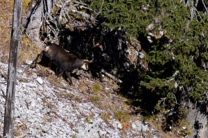 Rupicapra pyrenaica (Chamois)