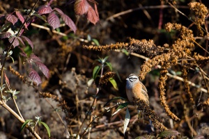 Emberiza cia (Bruant fou)