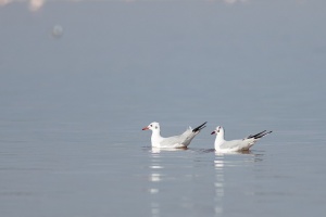 Chroicocephalus ridibundus