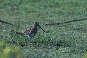 Gallinago stenura