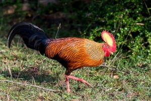 Gallus lafayetii