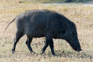 Sus scrofa (Sanglier)