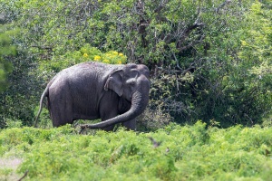 Elephas maximus (Eléphant d'Asie)