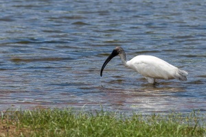 Threskiornis melanocephalus