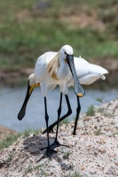 Platalea leucorodia