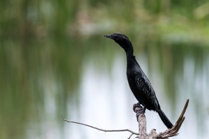 Microcarbo niger