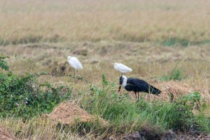 Ciconia episcopus