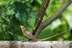 Calotes versicolor (Agame arlequin)