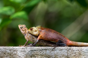 Calotes versicolor (Agame arlequin)