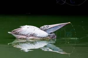 Pelecanus philippensis