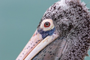 Pelecanus philippensis