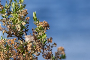 Prinia gracilis