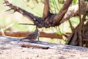 Galerida cristata