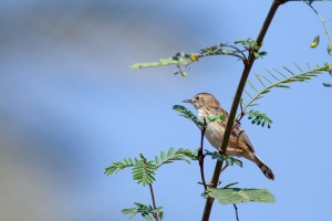 Cisticola juncidis