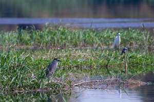 Nycticorax nycticorax