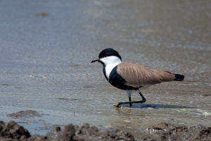 Vanellus spinosus