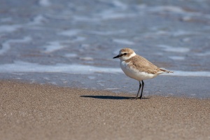 Charadrius alexandrinus