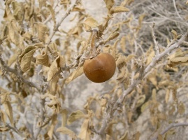 Solanum incanum L.