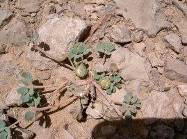 Seetzenia lanata (Willd.) Bullock