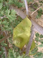 Acacia hamulosa Benth.