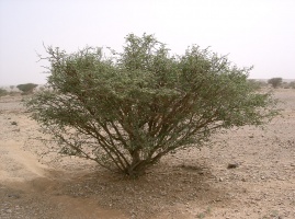 Acacia hamulosa Benth.