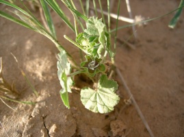 Malva parviflora L.