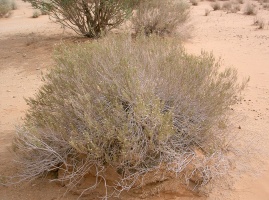 Pulicaria glutinosa Jaub. & Spach