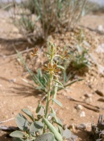 Cleome rupicola Vicary