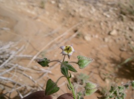 Trichodesma africanum (L.) R. Br.