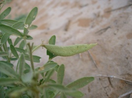 Cleome amblyocarpa Barratte & Murb.