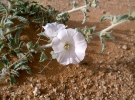 Convolvulus asyrensis Kotschy