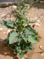 Chenopodium murale L.