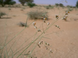 Panicum turgidum Forssk.