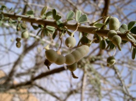 Maerua crassifolia Forssk.