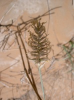 Pennisetum divisum (J.F. Gmel) Henrard