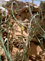 Scorzonera tortuosissima Boiss.