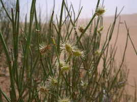 Calligonum crinitum Boiss.