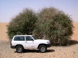 Maerua crassifolia Forssk.