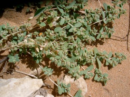 Euphorbia granulata Forssk.