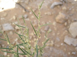 Polygala abyssinica R. Br. ex Fresen.