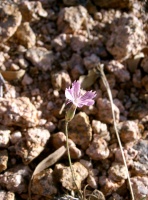 Dianthus strictus Banks & Sol.