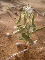 Cleome rupicola Vicary