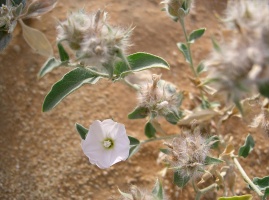 Convolvulus glomeratus Choisy