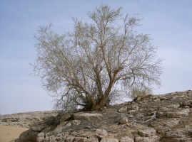 Moringa peregrina (Forssk.) Fiori