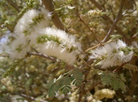 Acacia hamulosa Benth.