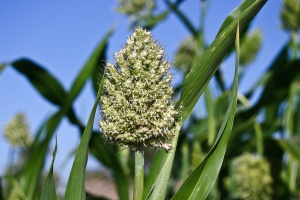 Sorghum bicolor (Sudan grass)