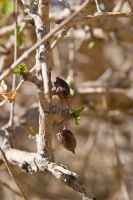 Commyphora myrrha (Nees) Engl.